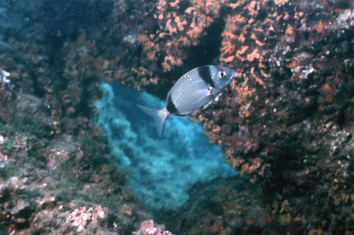 12 Diplodus vulgaris.jpg - Diplodus vulgaris